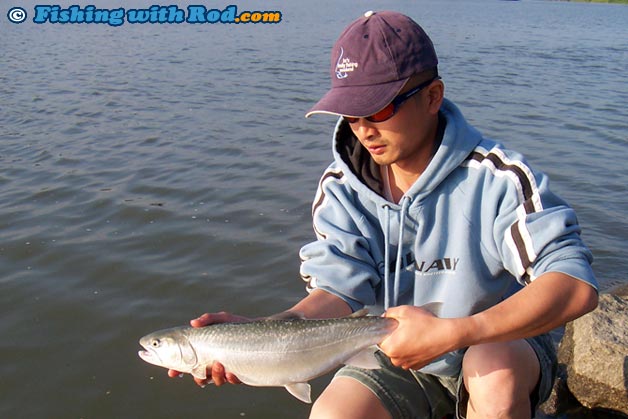 Fresh pink salmon such as this are common during their peak run time in the Tidal Fraser River