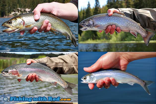 Lake gamefish species in British Columbia.