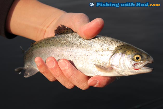 A catchable rainbow trout from a Lower Mainland lake