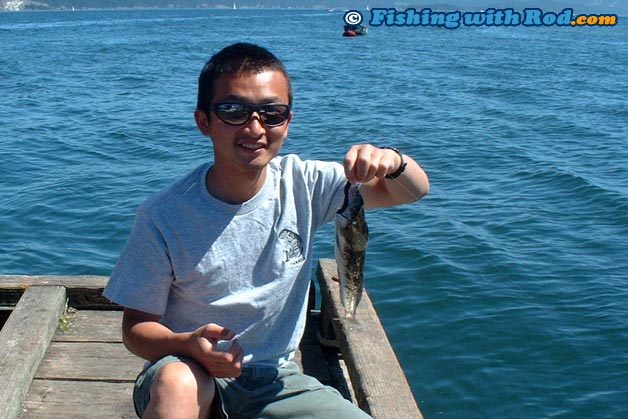 Kelp greenling from Salt Spring Island