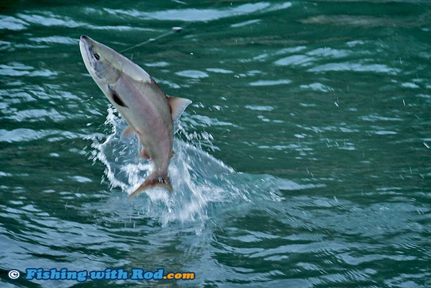 Leaping sockeye salmon