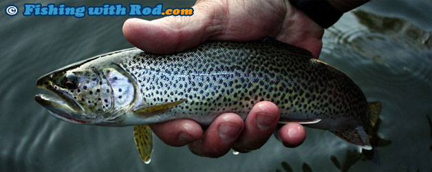 Coastal cutthroat trout