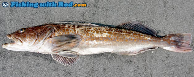 Lingcod