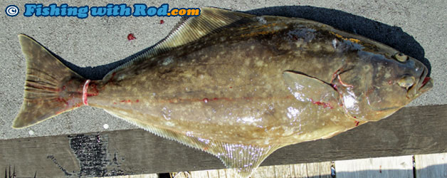 Pacific halibut