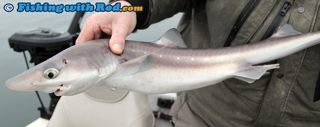 Spiny dogfish