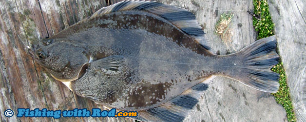 Starry flounder