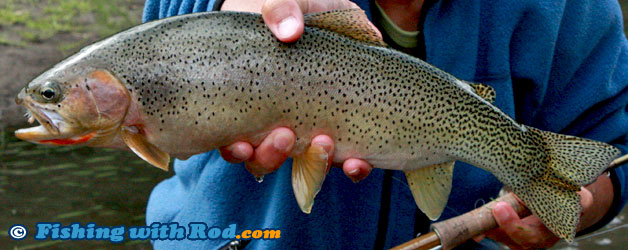 Westslope cutthroat trout