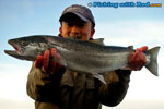 Baltic sea trout