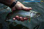 Winter coastal cutthroat trout