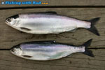 A pair of kokanee