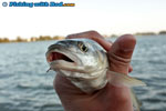 Small northern pikeminnow