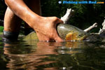 Westslope cutthroat trout