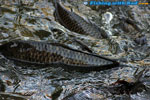 Feeding carp