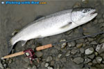 Hatchery winter steelhead