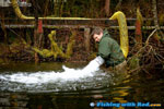 Releasing rainbow trout into an urban lake