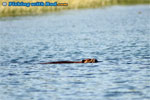 Busy beaver