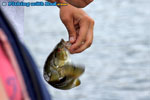 Tiny smallmouth bass