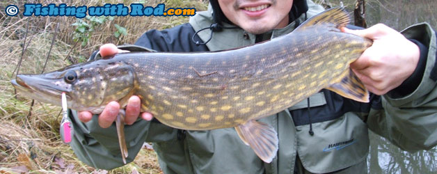 Northern pike