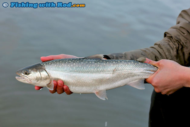 South Coast British Columbia bull trout