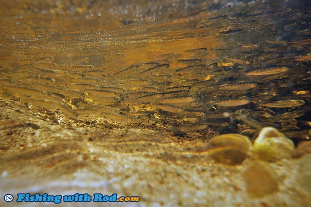 Releasing juvenile coho salmon