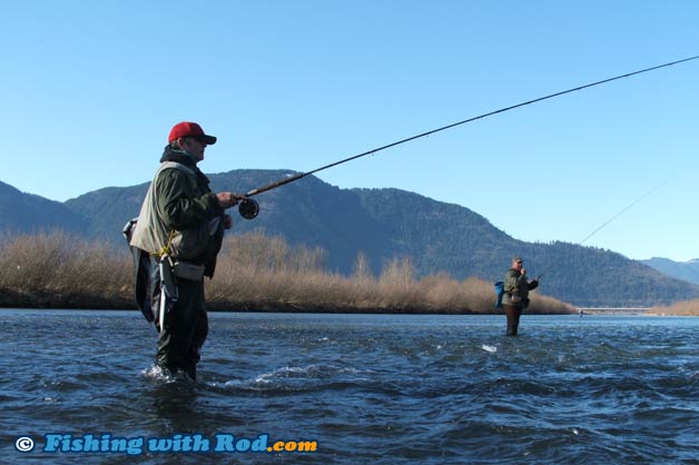 Steelhead broodstock fishing