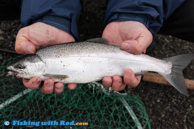 Coho jack salmon