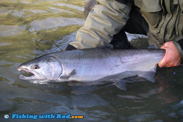 Coho salmon