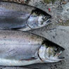 Lower Mainland Fishing Report