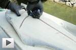 Filleting a Halibut