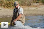 Stocking Trout in the City