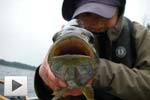 Bass and Perch in the Rain