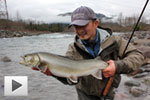 Bull Trout Wrestling