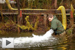 Spring Trout Stockings