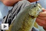 Okanagan Smallmouth Bass