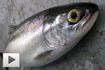 Spring Kokanee