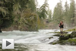 Sproat River Steelhead