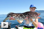 Kyuquot, The Fish Metropolis - Lingcod